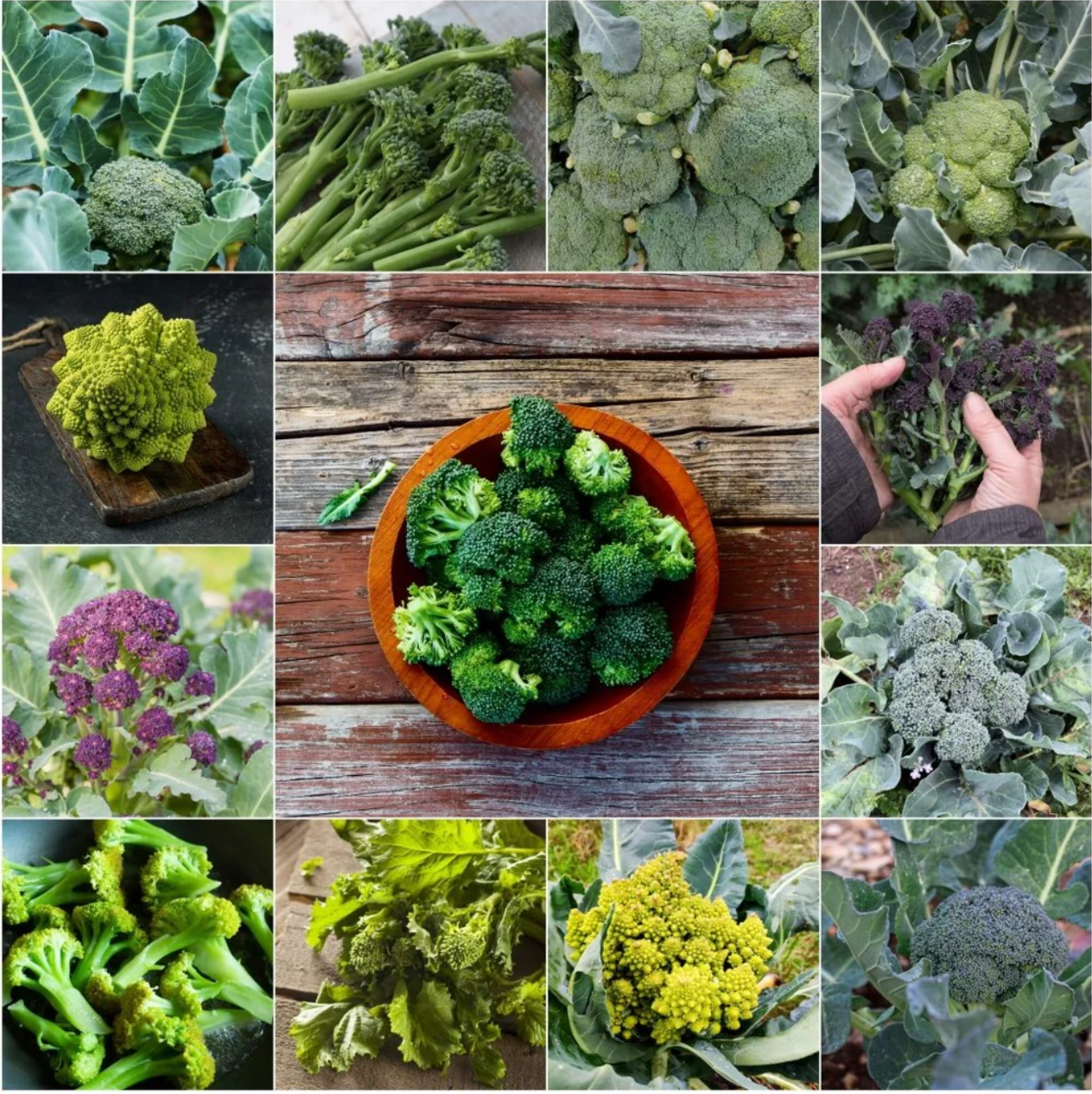 Broccoli Heirloom Mix Seeds