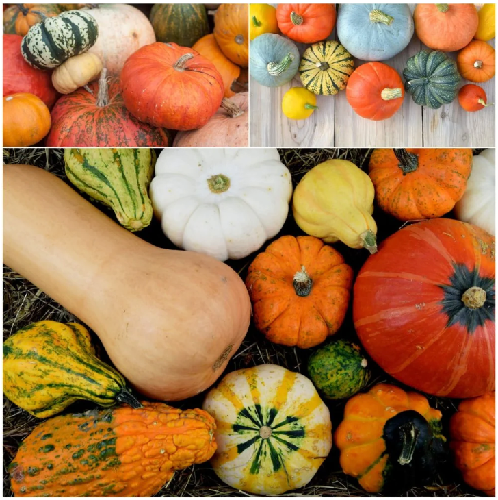 Pumpkin Heirloom Mix
