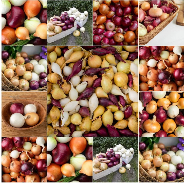 Onion Heirloom Mix