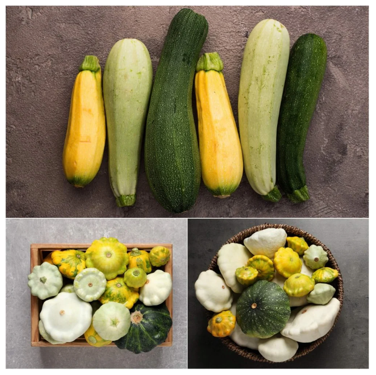 Zucchini and Squash Heirloom Mix
