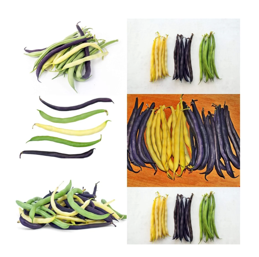 Dwarf Bean Heirloom Mix (Bush)