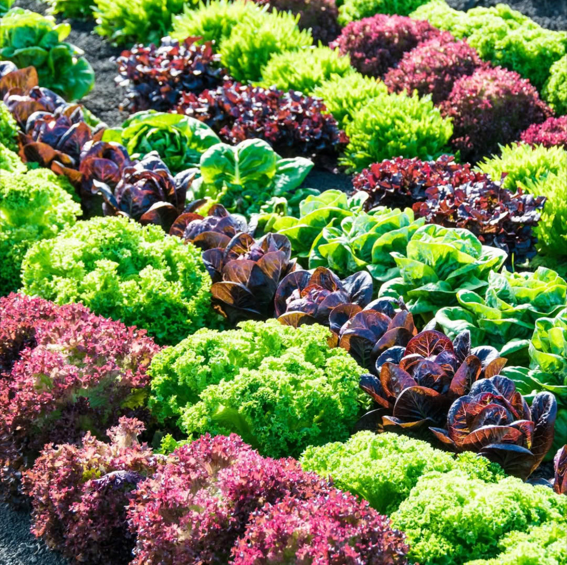 Lettuce Mix